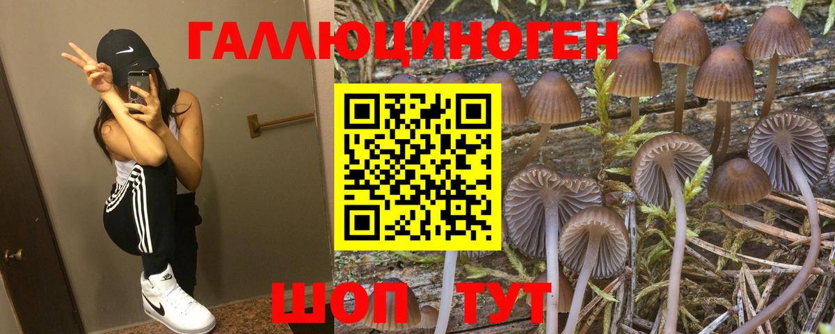 купить наркоту  Галлюциногенные грибы Cubensis  Вход с VPN  Мытищи 